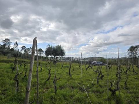 Terreno rústico vinha vale cabras almalaguês coimbra