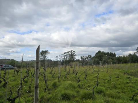 Terreno rústico vinha vale cabras almalaguês coimbra