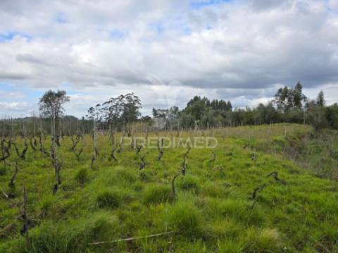Terreno rústico vinha vale cabras almalaguês coimbra