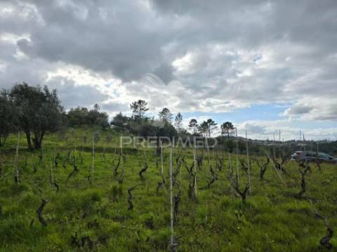 Terreno rústico vinha vale cabras almalaguês coimbra