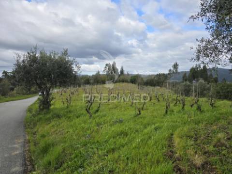 Terreno rústico vinha vale cabras almalaguês coimbra