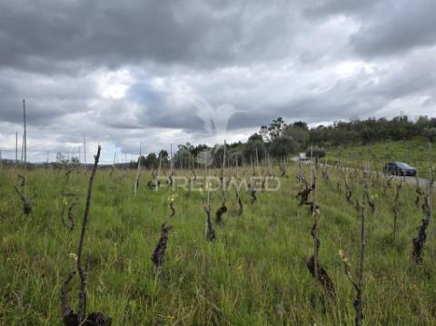 Terreno rústico vinha vale cabras almalaguês coimbra