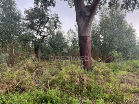 Terreno rústico na lagoinha, em palmela