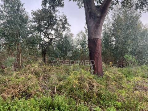 Terreno rústico na lagoinha, em palmela