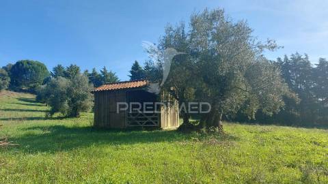 Moradia t4 com garagem,terreno e olival, moçarria, santarém.