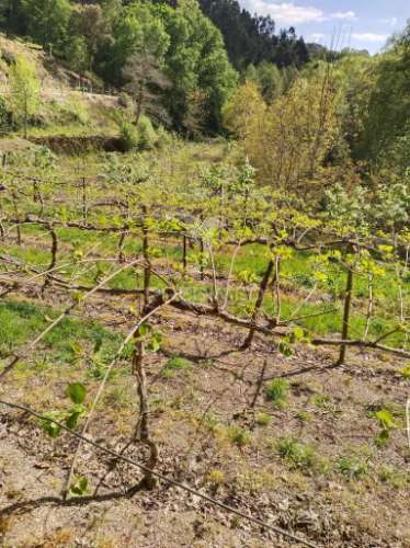 Terreno rústico destinado ao cultivo de kiwi