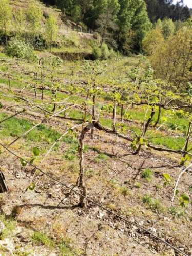 Terreno rústico destinado ao cultivo de kiwi