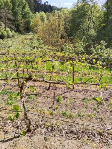 Terreno rústico destinado ao cultivo de kiwi