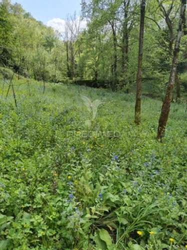 Terreno rústico destinado ao cultivo de kiwi