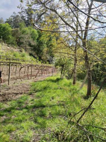 Terreno rústico destinado ao cultivo de kiwi