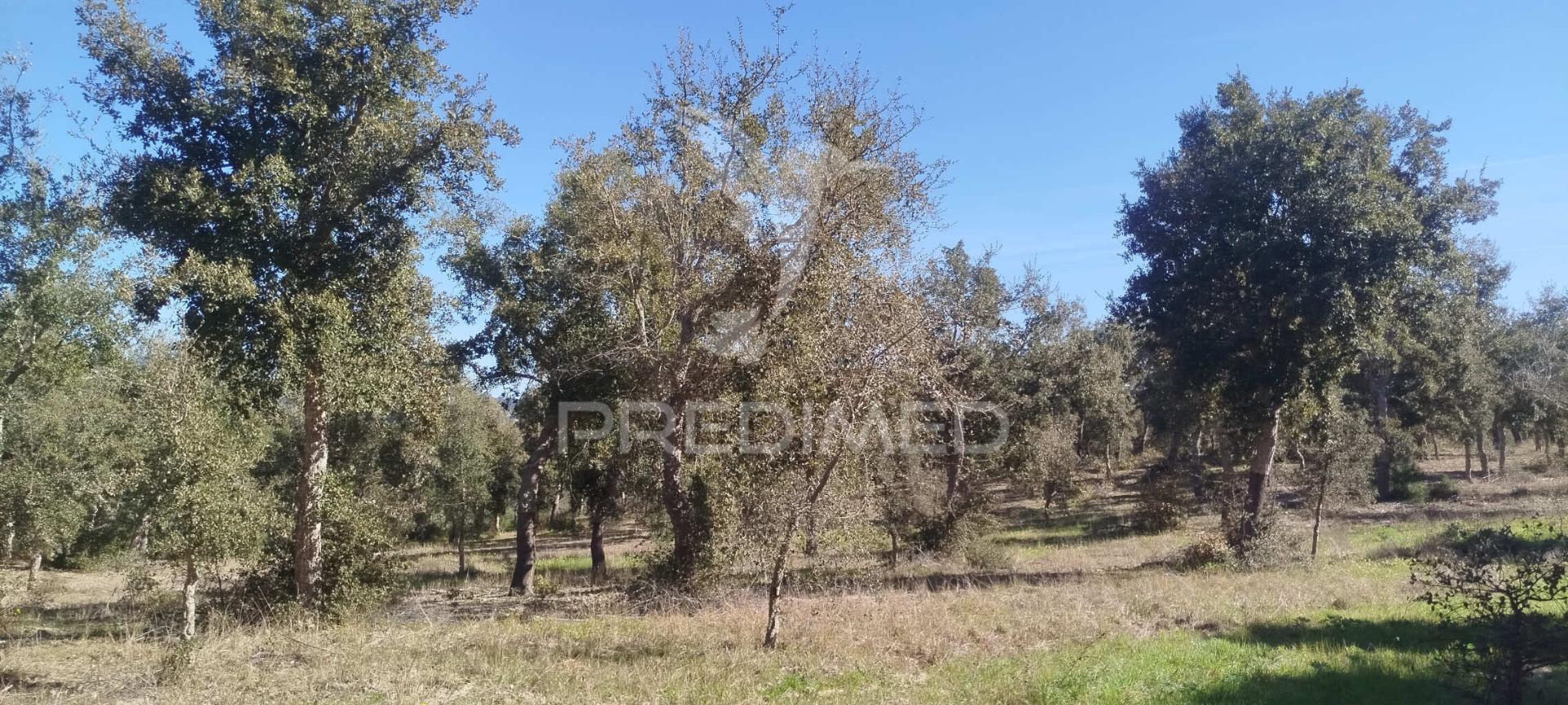 Terreno com ruína em santiago do cacém