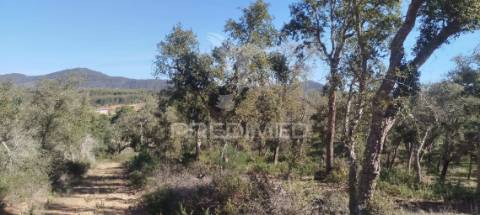 Terreno com ruína em santiago do cacém