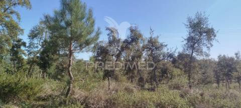 Terreno com ruína em santiago do cacém