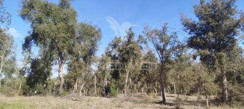 Terreno com ruína em santiago do cacém