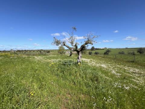 Terreno rústico de 0,65 hect