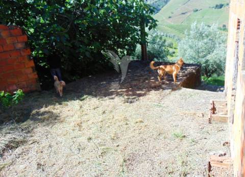 Conjunto de 2 casas de campo p/recuperar em vila real