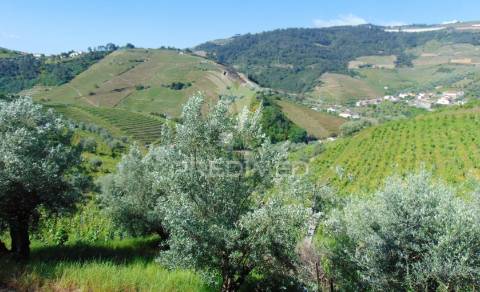 Conjunto de 2 casas de campo p/recuperar em vila real