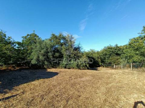 Terreno  misto com suinicultura.