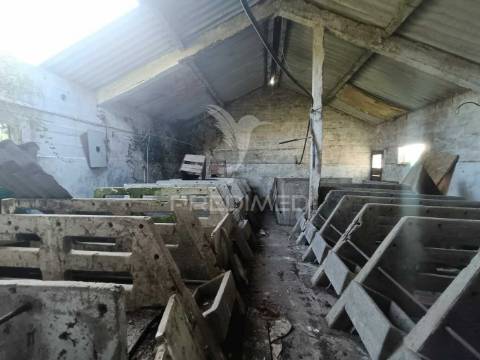 Terreno  misto com suinicultura.