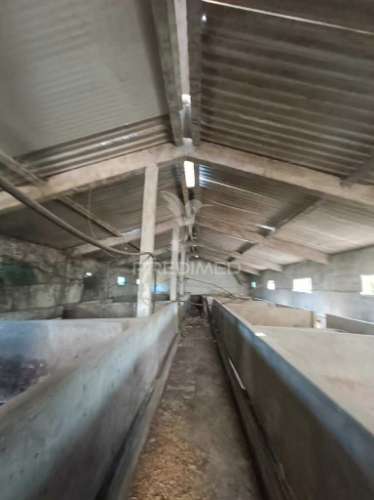 Terreno  misto com suinicultura.