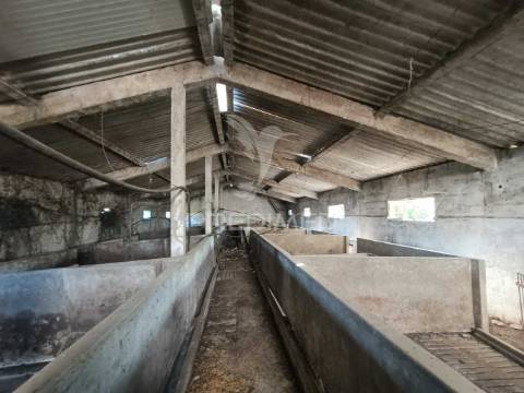 Terreno  misto com suinicultura.