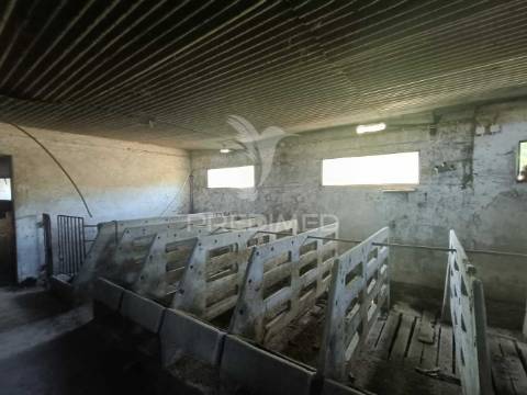 Terreno  misto com suinicultura.