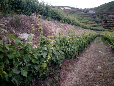 Magnífica quinta vinícola, para venda, no alto douro vinhateiro