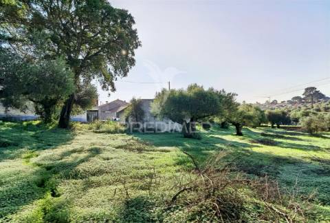 Terreno urbano localizado no pedrógão - torres novas