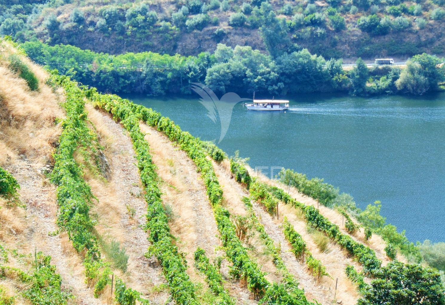 Vinha em produção no rio douro