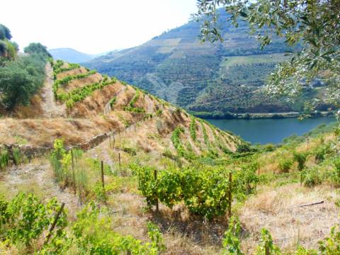 Vinha em produção no rio douro