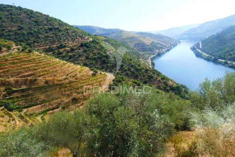 Vinha em produção no rio douro