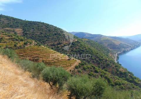 Vinha em produção no rio douro