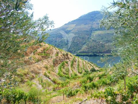 Vinha em produção no rio douro
