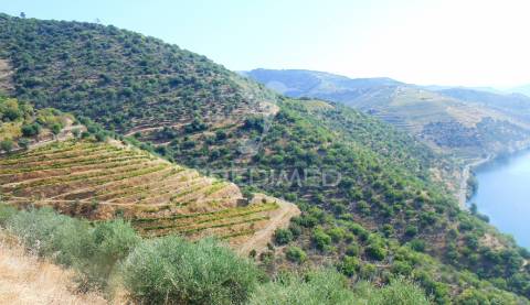 Vinha em produção no rio douro