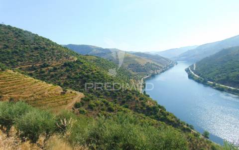 Vinha em produção no rio douro