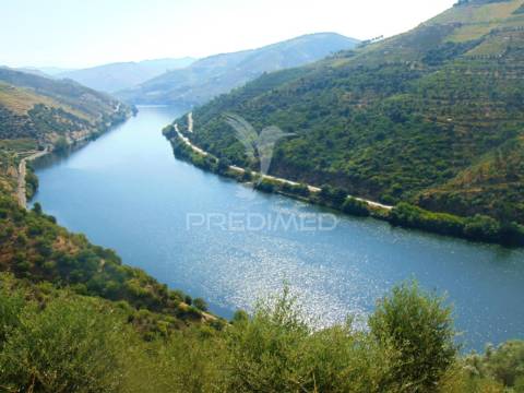 Vinha em produção no rio douro
