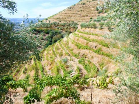 Vinha em produção no rio douro