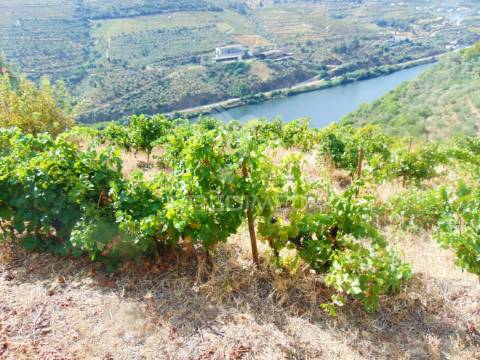 Vinha em produção no rio douro