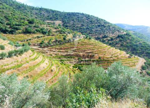 Vinha em produção no rio douro