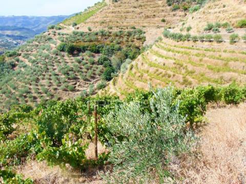 Vinha em produção no rio douro