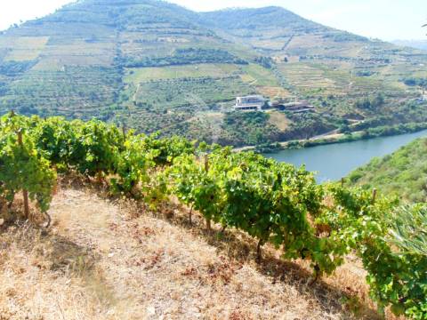 Vinha em produção no rio douro