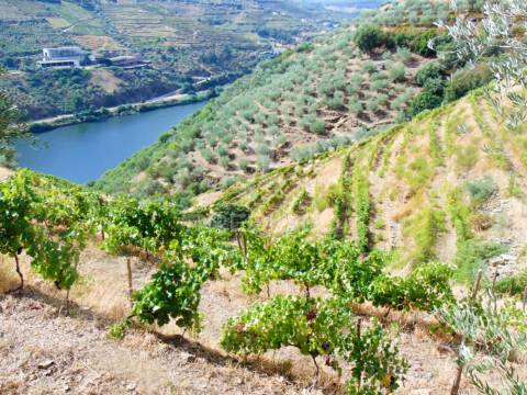 Vinha em produção no rio douro