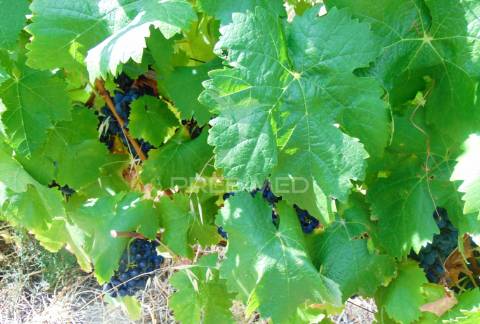 Vinha em produção no rio douro