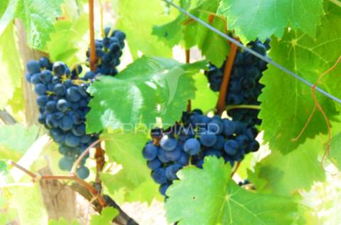 Vinha em produção no rio douro