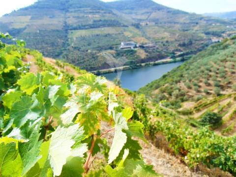 Vinha em produção no rio douro