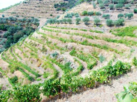 Vinha em produção no rio douro