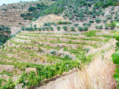 Vinha em produção no rio douro