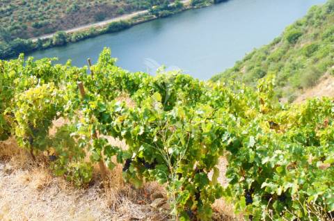 Vinha em produção no rio douro