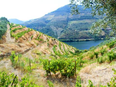 Vinha em produção no rio douro