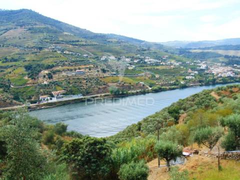 Vinha em produção no rio douro